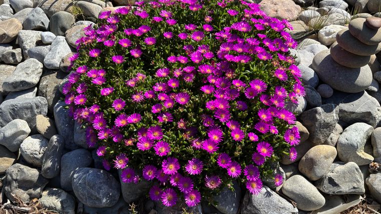 Flower Splendor