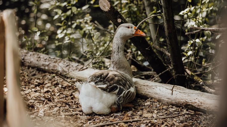 Een gans zit op de grond tussen bomen en stukken hout. De achtergrond is groen en natuurlijk.