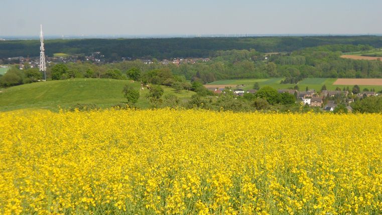 Ein weitläufiges, blühendes Rapsfeld mit leuchtend gelben Blumen. Im Hintergrund sind sanfte Hügel und ein klarer Himmel zu sehen.