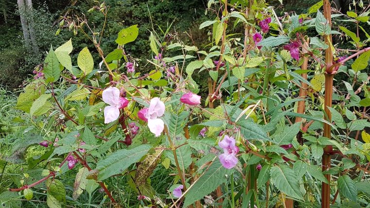 Bunte Blumen mit rosa Blüten wachsen zwischen üppigem Grün. Im Hintergrund sind Bäume zu sehen.
