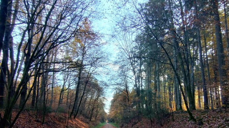 A quiet forest path, surrounded by trees with autumn leaves. The sky is clear and the path leads into the distance.