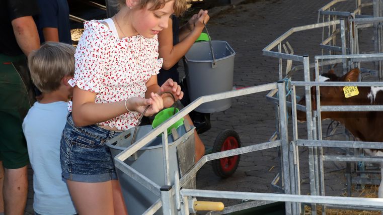 A girl is helping to feed calves in a barn. In the background, more children and cows can be seen.