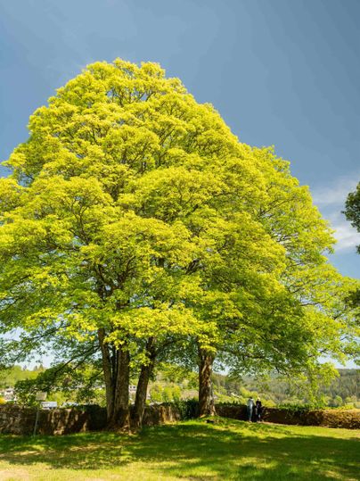 Ein großer, grüner Baum steht unter einem klaren, blauen Himmel. Im Hintergrund sind Menschen zu sehen, die die Natur genießen.