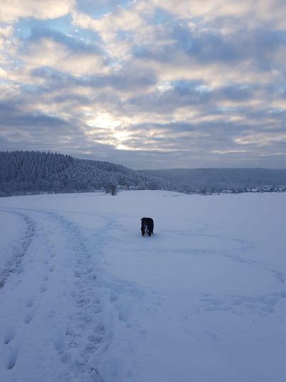 Een hond speelt in de verse sneeuw op een uitgestrekt, winterachtig veld. De lucht is bewolkt en de zonsopgang is te zien.