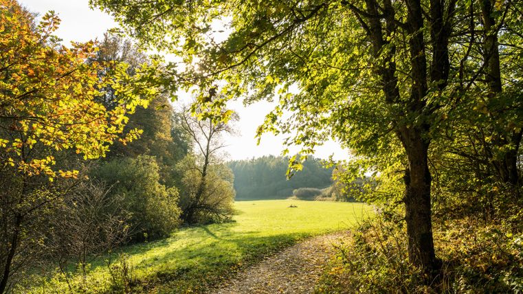 Hiking trail between forest and meadow