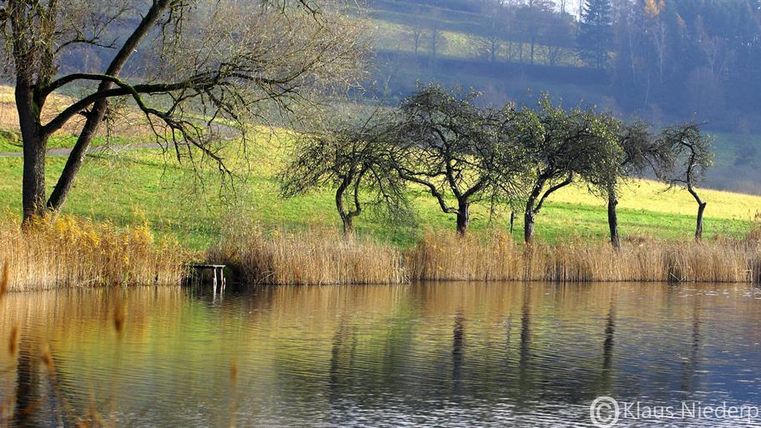 Een rustige vijver omringd door bomen en hoge grassen. Het zachte landschap op de achtergrond geeft de afbeelding een vredige sfeer.