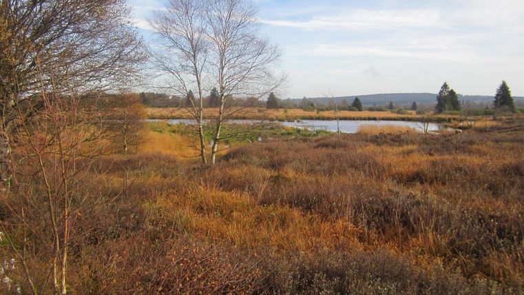 Eine weite, bewachsene Landschaft mit Sträuchern und vereinzelten Bäumen. Im Hintergrund ist ein ruhiges Gewässer und der klare Himmel zu sehen.
