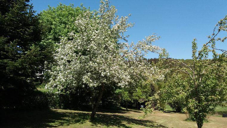 A blooming tree in a green park under a radiant blue sky. The surroundings are peaceful and green, ideal for a walk.