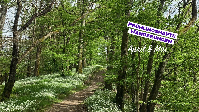 Een mooi bospad omgeven door verse, groene bladeren en witte bloemen. De afbeelding straalt een vrolijke lentebezieling uit.