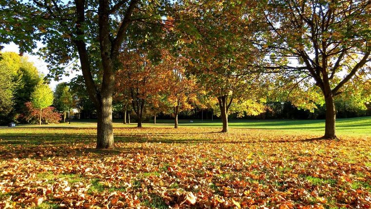 Een groene park in de herfst met kleurrijke loofbomen. De grond is bedekt met vallende bladeren.