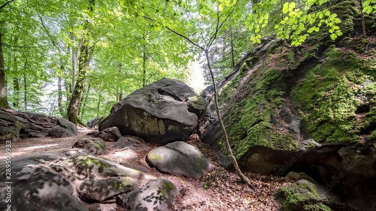 A picturesque forest path with large, moss-covered rocks. The image depicts lush green trees and an inviting natural space.