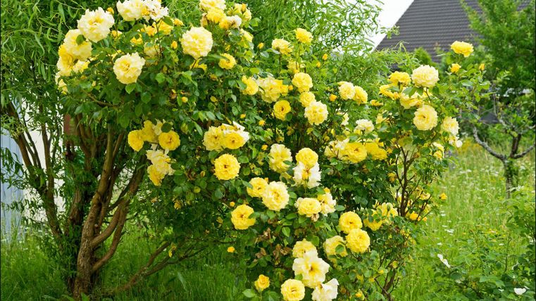 Ein blühender Strauch mit vielen gelben Rosen. Im Hintergrund sind Gräser und ein paar Gebäude sichtbar.