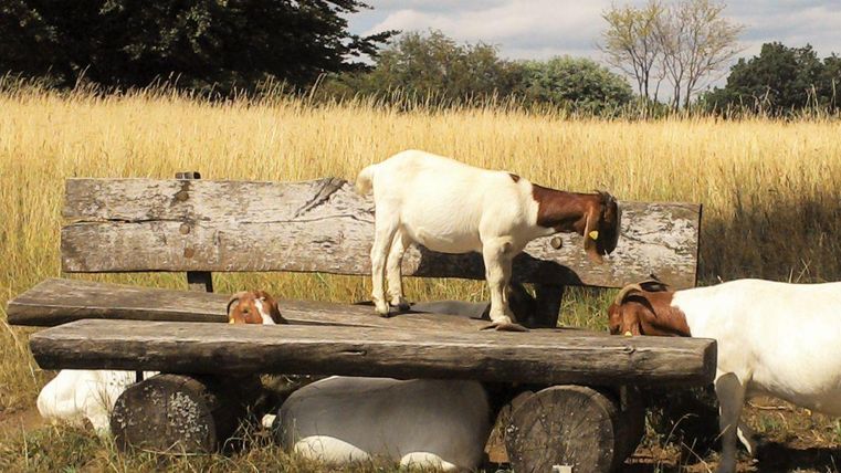 A family of goats is standing on a wooden bench in a rural setting. The meadow in the background is tall and green.