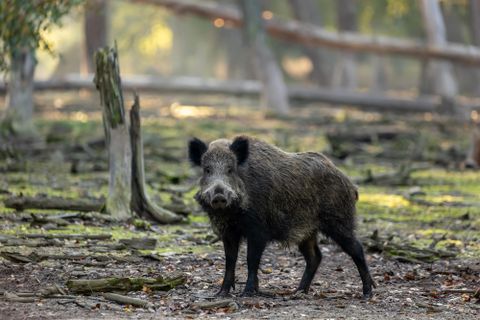 Een wildzwijn staat in een bosgebied. De omgeving is rustig met bomen op de achtergrond.