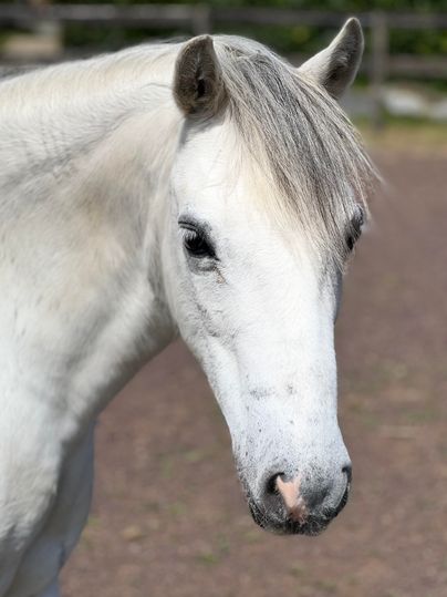 Ein weißes Pferd mit einer sanften Mähne. Es steht im Freien und hat einen ruhigen Ausdruck.
