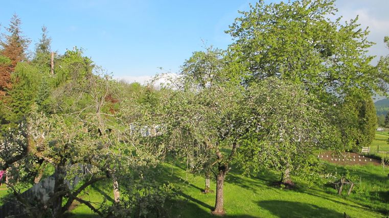 Ein ruhiger Garten mit grünen Bäumen und viel Gras. Der Himmel ist blau mit einigen Wolken.