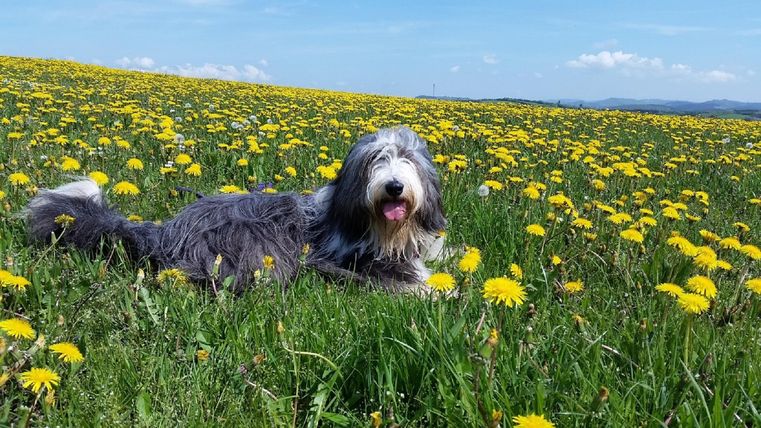 A dog is lying relaxed in a blooming dandelion field. The sky is clear and blue.