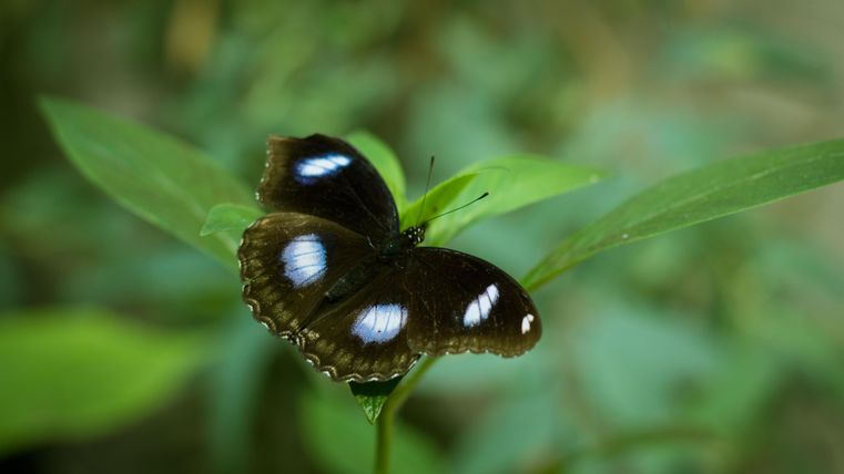 Ein wunderschöner Schmetterling sitzt auf einem grünen Blatt. Er hat braune Flügel mit blauen und weißen Flecken.