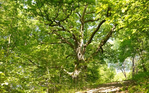 Een grote boom staat in een dichte groene bos. De grond is bedekt met een klein pad.