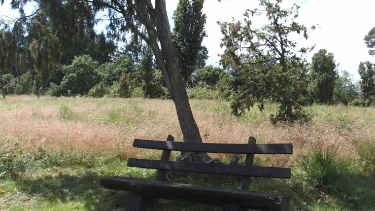 Eine Holzbank steht unter einem Baum in einer grünen Wiese. Die Umgebung ist friedlich und einladend.