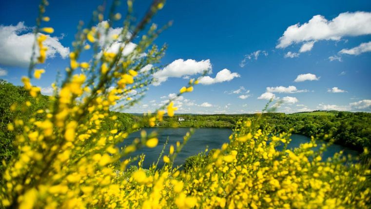 A beautiful lake surrounded by bright yellow flowers. The sky is clear and blue with some white clouds.