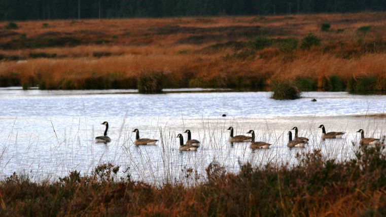 Eine Gruppe von Gänsen schwimmt ruhig im Wasser. Im Hintergrund sind grüne Bäume und braune Wiesen zu sehen.