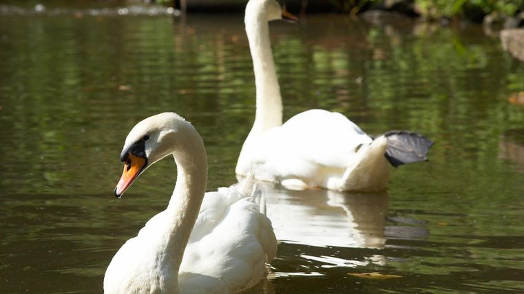 Zwei Schwäne schwimmen ruhig auf einem klaren Teich. Die Umgebung ist grün und die Sonne scheint.
