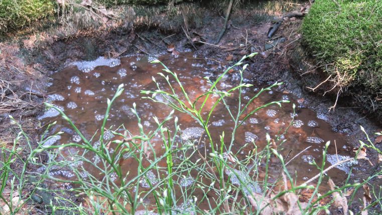 Ein schmutziges Wasserloch umgeben von Gras und Pflanzen. Das Wasser zeigt Blasen und ist in einer natürlichen Umgebung.