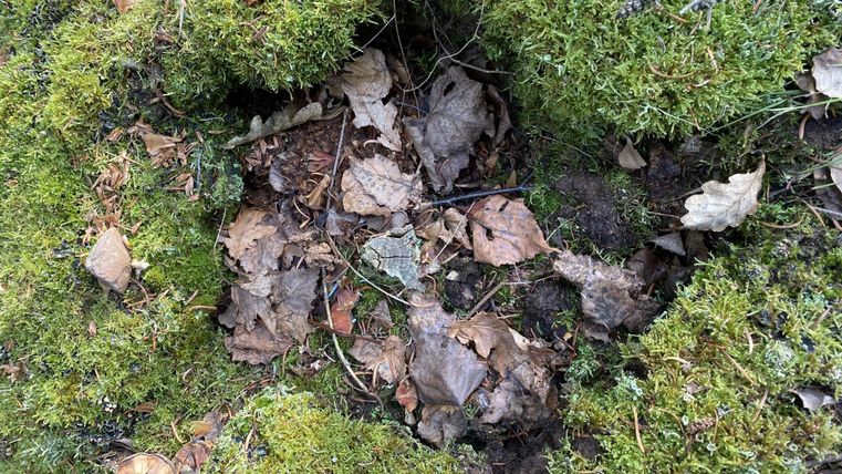 A soil with green moss and leaves. Some branches are also visible.