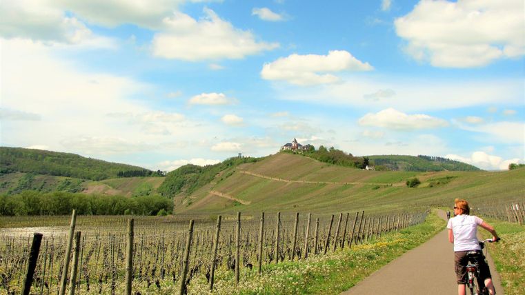 A boy rides a bicycle along a path between vineyards. In the background, there are gentle hills and a beautiful sky.