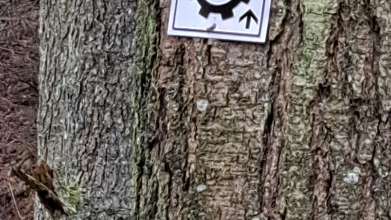 A sign with a gear symbol is attached to a tree. The sign indicates a direction upwards.