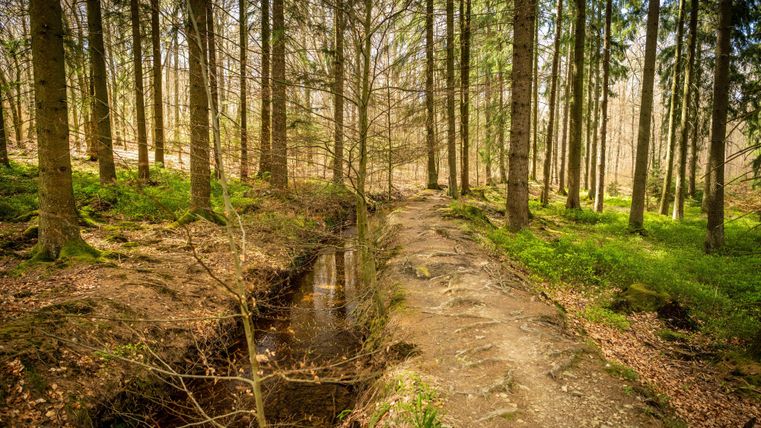 A narrow path leads through a forest with tall trees. A small brook runs alongside the path and the light falls gently through the leaves.