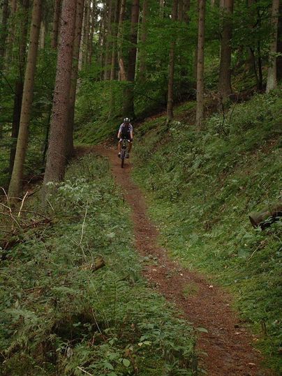 Ein Radfahrer fährt auf einem schmalen Weg durch einen grünen Wald. Die Umgebung ist üppig mit Bäumen und Pflanzen gesäumt.