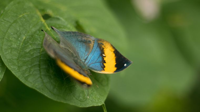Ein bunter Schmetterling sitzt auf einem grünen Blatt. Die Flügel sind blau und gelb gefärbt.