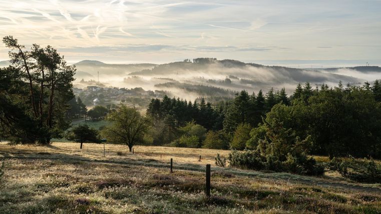 Een zachte ochtendlandschap met mist boven de bossen. Op de voorgrond bevinden zich groene weilanden en verspreide bomen.