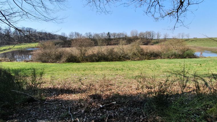 Eine ruhige Landschaft mit Wiese und Sträuchern. Im Hintergrund ist ein kleiner Teich und blauer Himmel zu sehen.