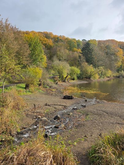 Een rustige vijver met een zandige oeverlijn en kleurrijke herfstbomen op de achtergrond.