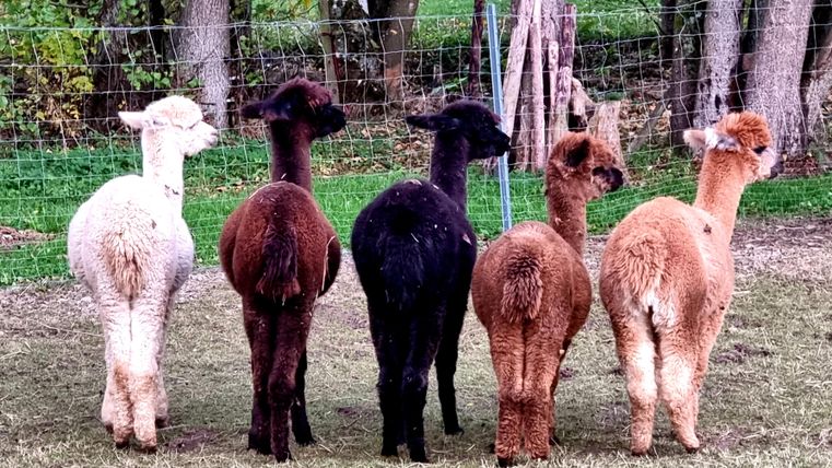 Sechs Alpakas stehen hintereinander und schauen in die gleiche Richtung. Sie sind in verschiedenen Farben, darunter weiß, schwarz und braun.