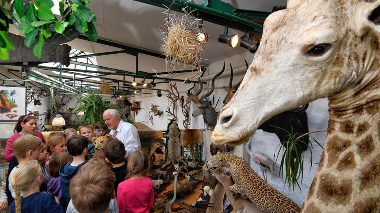 Eine Gruppe von Kindern hört aufmerksam einem Vortrag zu, während sie sich in einem Raum mit Tierpräparaten befinden. Im Vordergrund ist der Kopf einer Giraffe sichtbar.