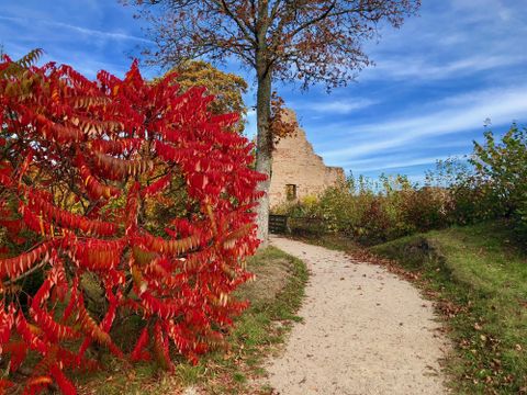Een pad leidt langs een met rode bladeren versierde haag naar de kasteelruïne Löwenburg in Gerolstein onder een stralend blauwe lucht.