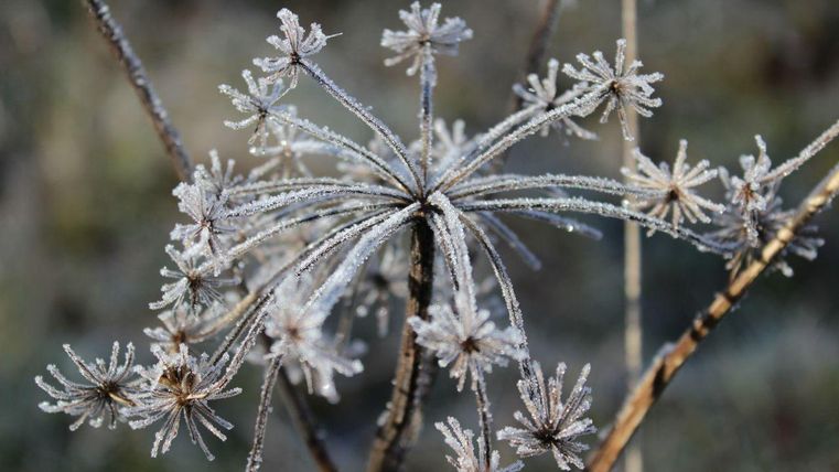Eine frostige Pflanze mit zarten, glitzernden Blütenständen. Der Morgennebel verleiht der Szene eine ruhige, winterliche Atmosphäre.