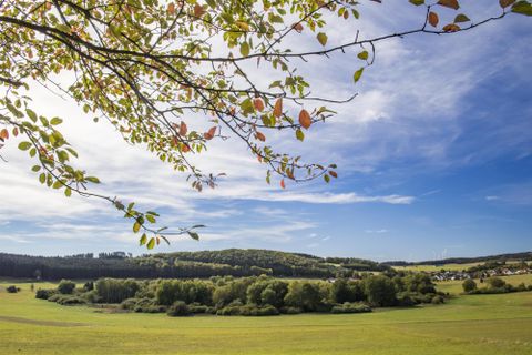 Eine weite grüne Landschaft mit sanften Hügeln und einem klaren blauen Himmel. Im Vordergrund sind Blätter von einem Baum sichtbar.