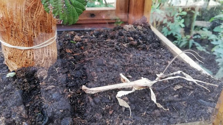 Ein skurriles Insekt, das einer braunen Astform ähnelt, liegt auf der Erde in einem Terrarium. Im Hintergrund ist eine Pflanze mit grünen Blättern zu sehen.