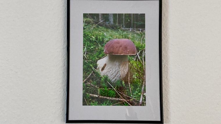 Ein schöner Pilz mit einem braunen Hut und einer weißen Statur wächst im Grünen. Das Bild ist gerahmt und zeigt die natürliche Umgebung des Pilzes.