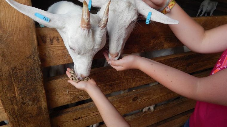 Zwei Ziegen fressen aus der Hand eines Kindes. Im Hintergrund sind weitere Ziegen in einem Stall zu sehen.