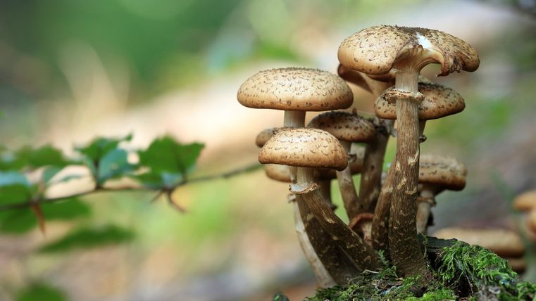 Meerdere paddenstoelen steken samen uit een klein plekje in de bosgrond omhoog.