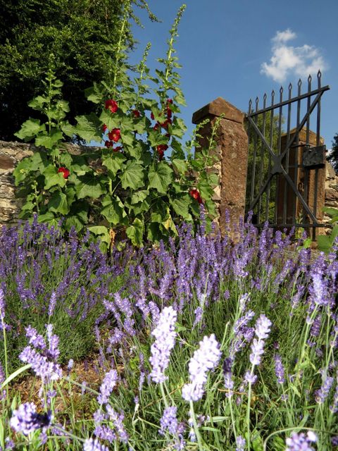 A blooming lavender garden with violet flowers. In the background stands a gate with green plants and a blue sky.