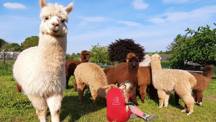 Eine Gruppe von Alpakas auf einer Wiese. Ein Mädchen sitzt zwischen den Tieren und spielt mit ihnen.