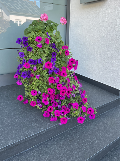 A flower arrangement with colorful petunias in purple and pink blooms by a staircase. The plants give the entrance a cheerful and inviting atmosphere.