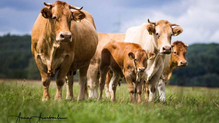 Een groep koeien en een kalf staan op een groene weide. De lucht is bewolkt, wat de landelijke sfeer benadrukt.